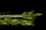 Sharpscale sedge